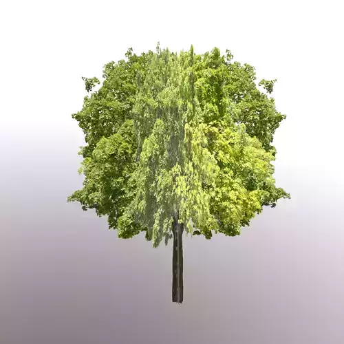 Tree Low Poly