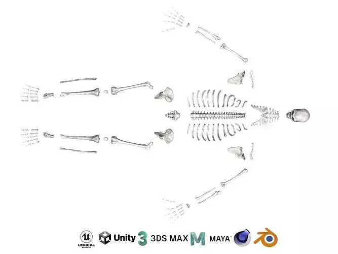 Human male skeleton bones