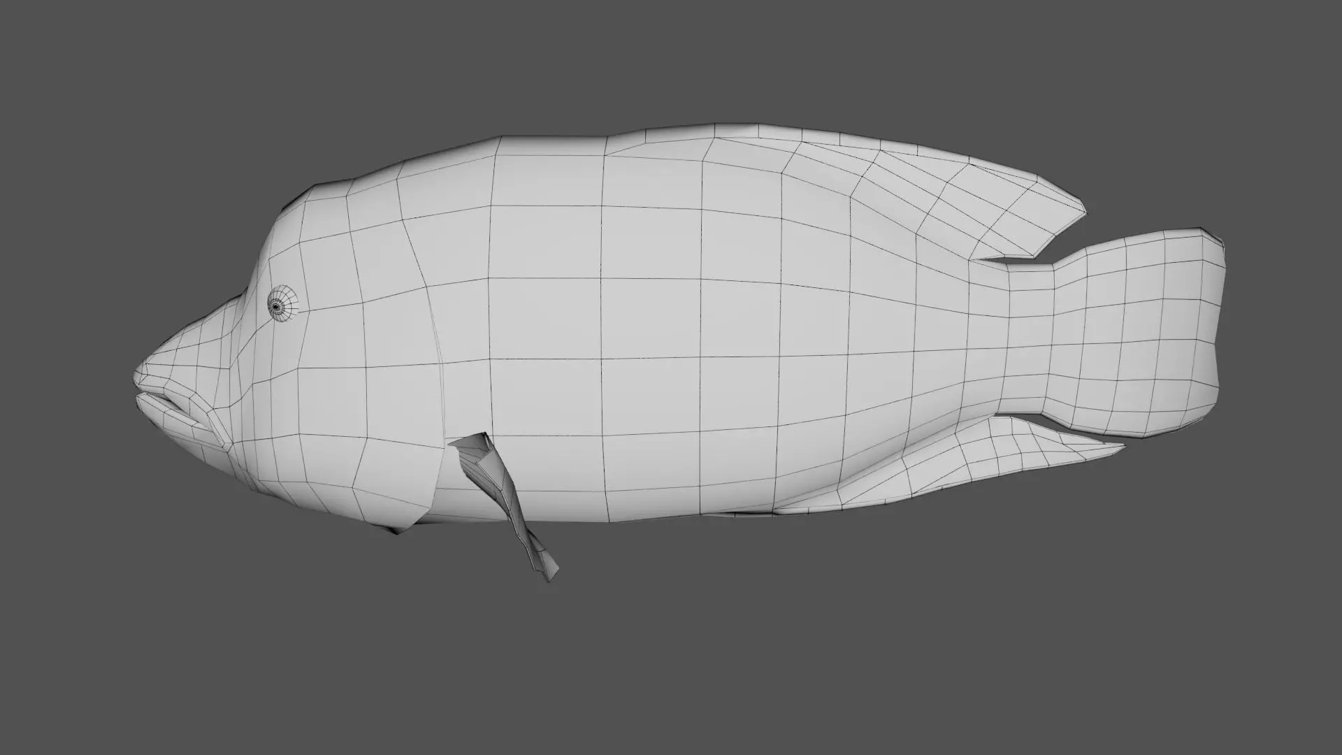 Napoleon fish Low-poly 3D model_7