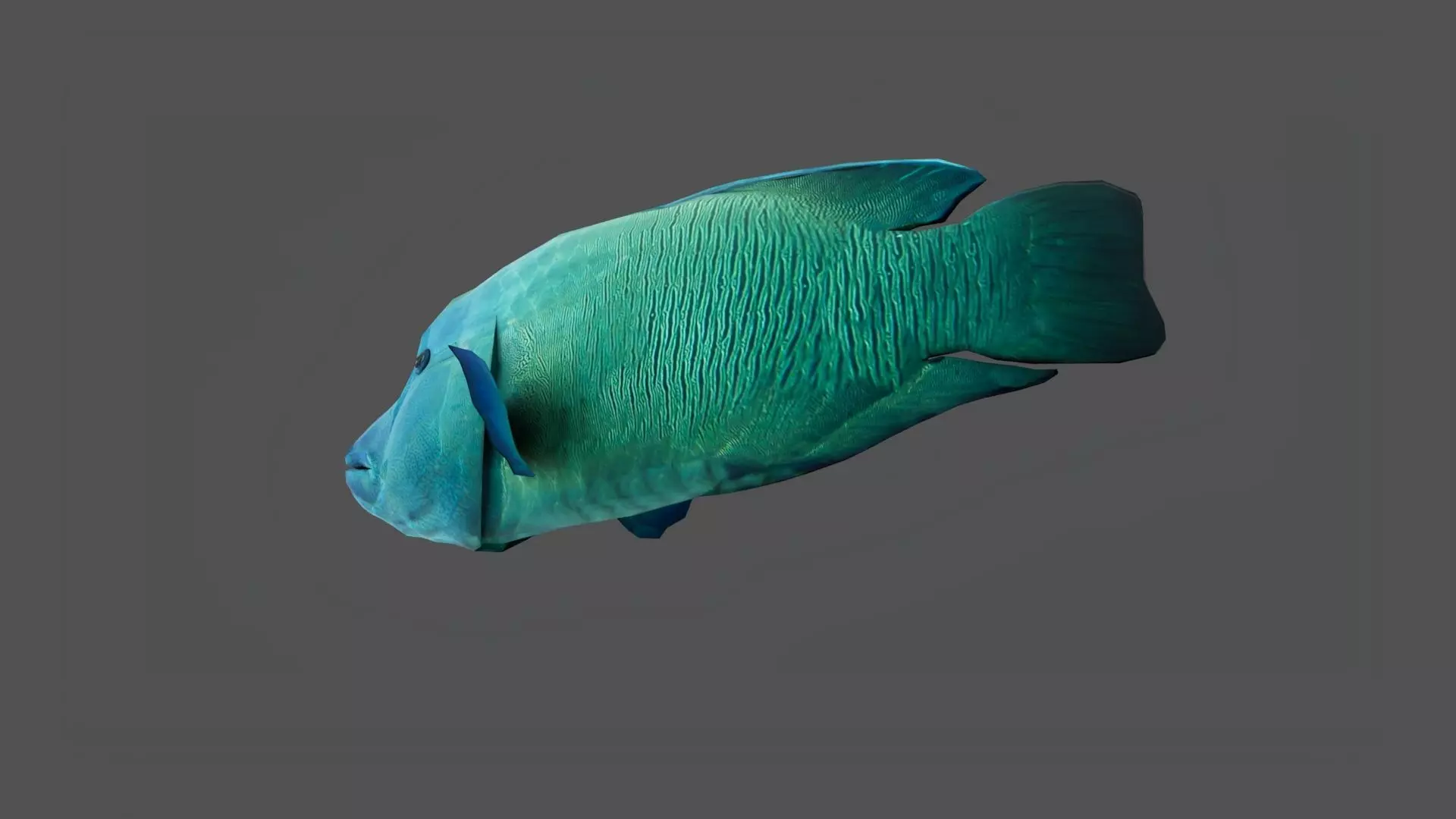 Napoleon fish Low-poly 3D model_3