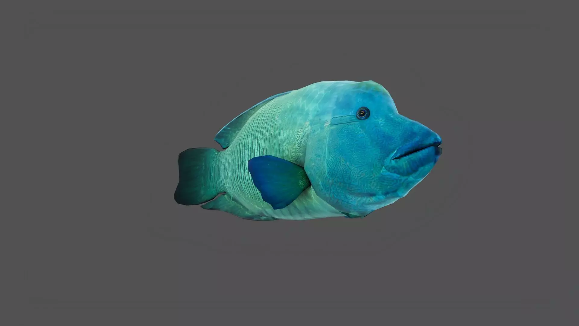 Napoleon fish Low-poly 3D model_1