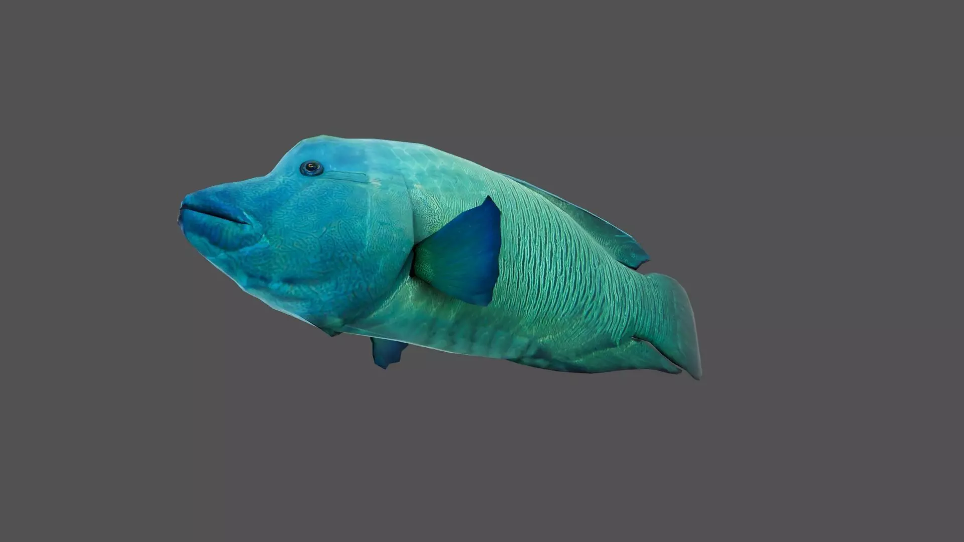 Napoleon fish Low-poly 3D model_2