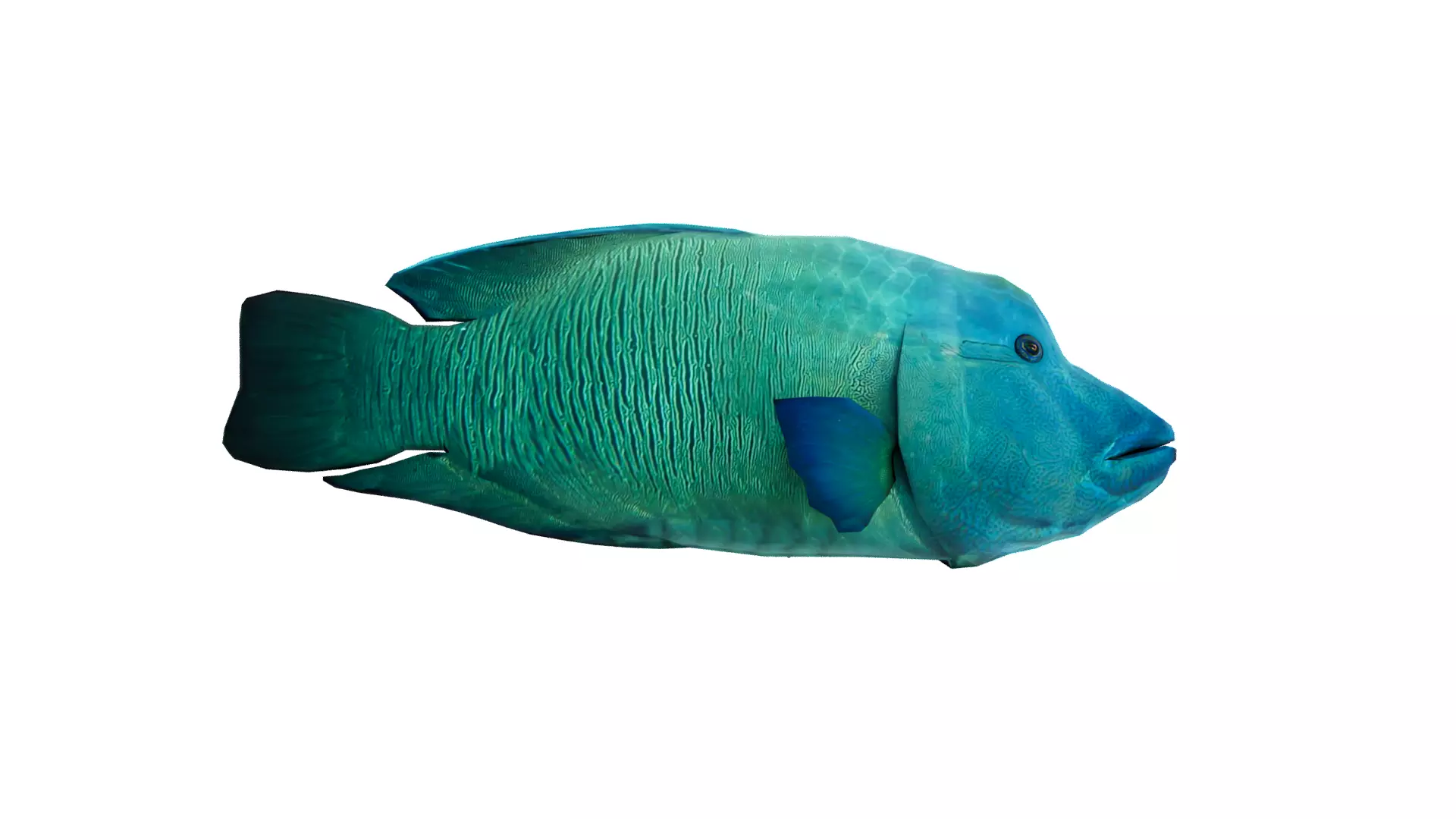 Napoleon fish Low-poly 3D model_6