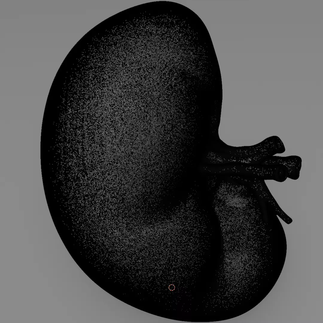 Realistic Human Spleen Anatomic organ 3D Model 3D model_13