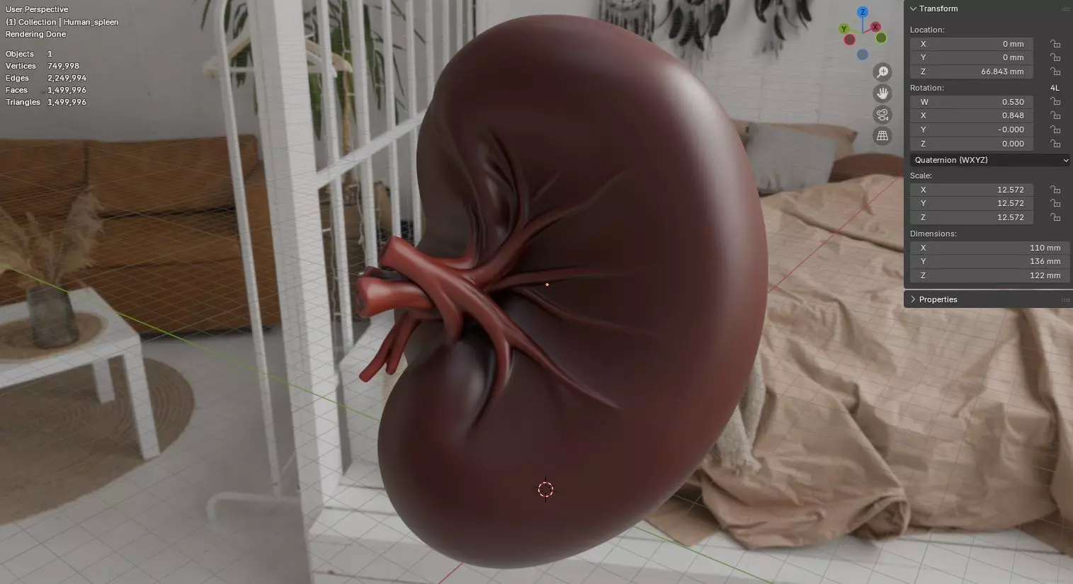 Realistic Human Spleen Anatomic organ 3D Model 3D model_18