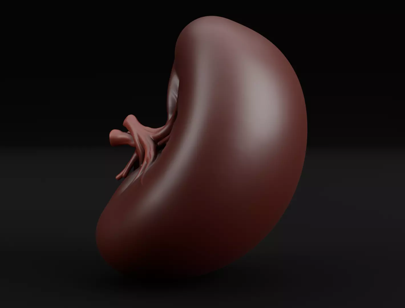 Realistic Human Spleen Anatomic organ 3D Model 3D model_4