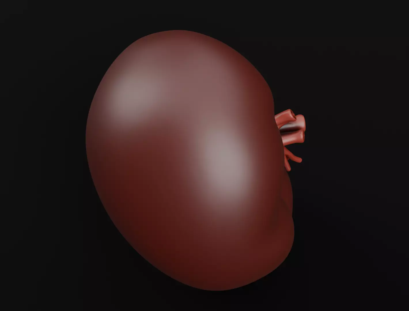 Realistic Human Spleen Anatomic organ 3D Model 3D model_6