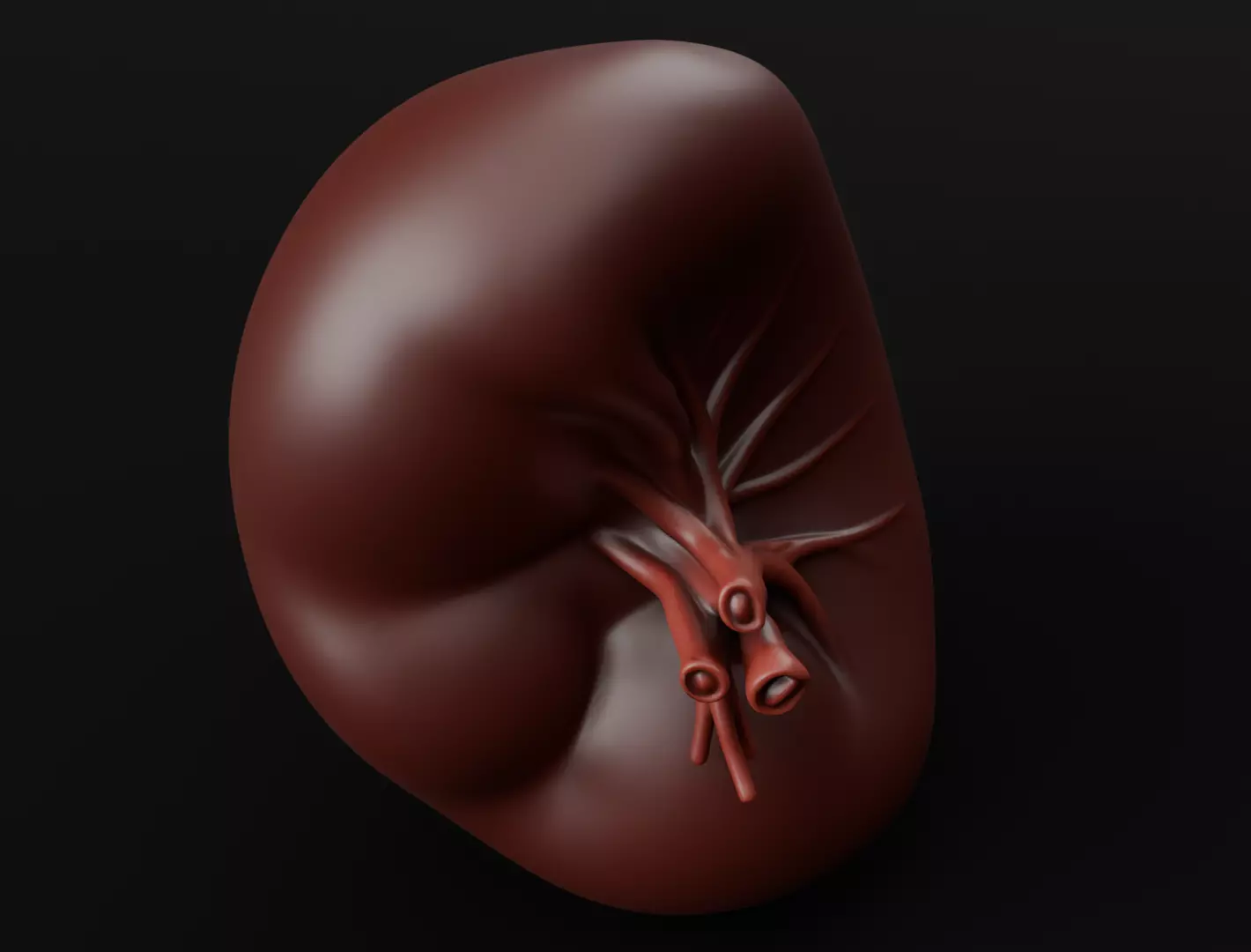 Realistic Human Spleen Anatomic organ 3D Model 3D model_7