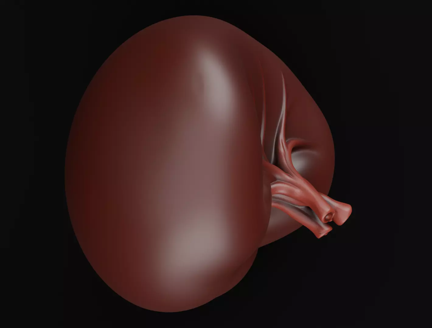 Realistic Human Spleen Anatomic organ 3D Model 3D model_2
