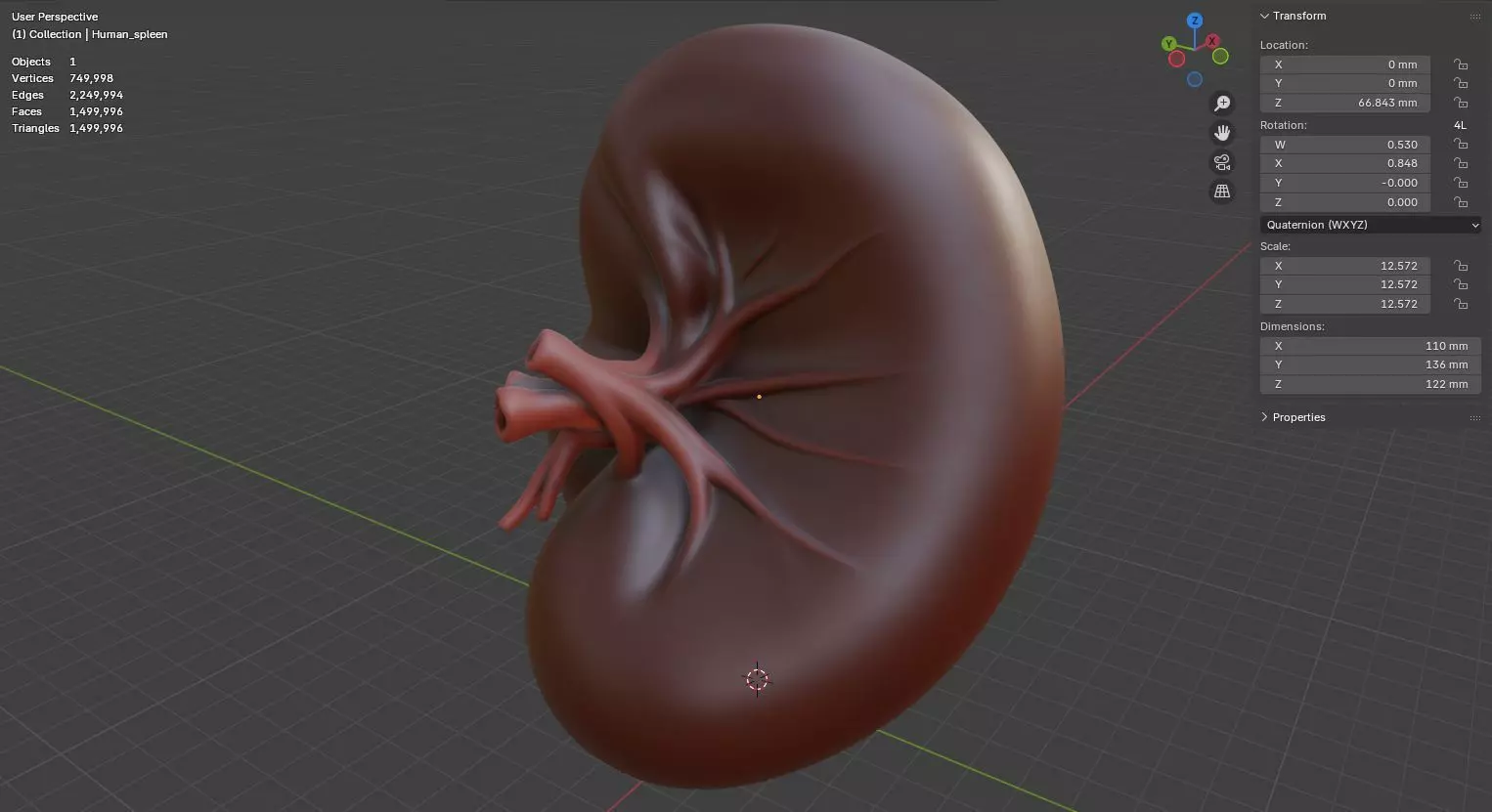 Realistic Human Spleen Anatomic organ 3D Model 3D model_17