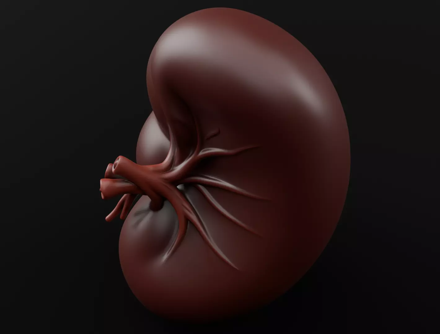 Realistic Human Spleen Anatomic organ 3D Model 3D model_8