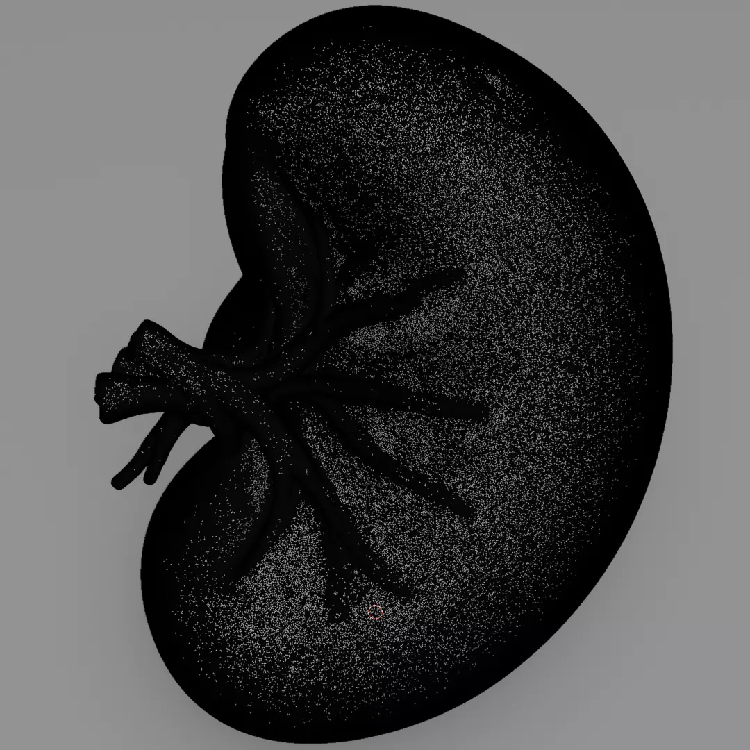 Realistic Human Spleen Anatomic organ 3D Model 3D model_10