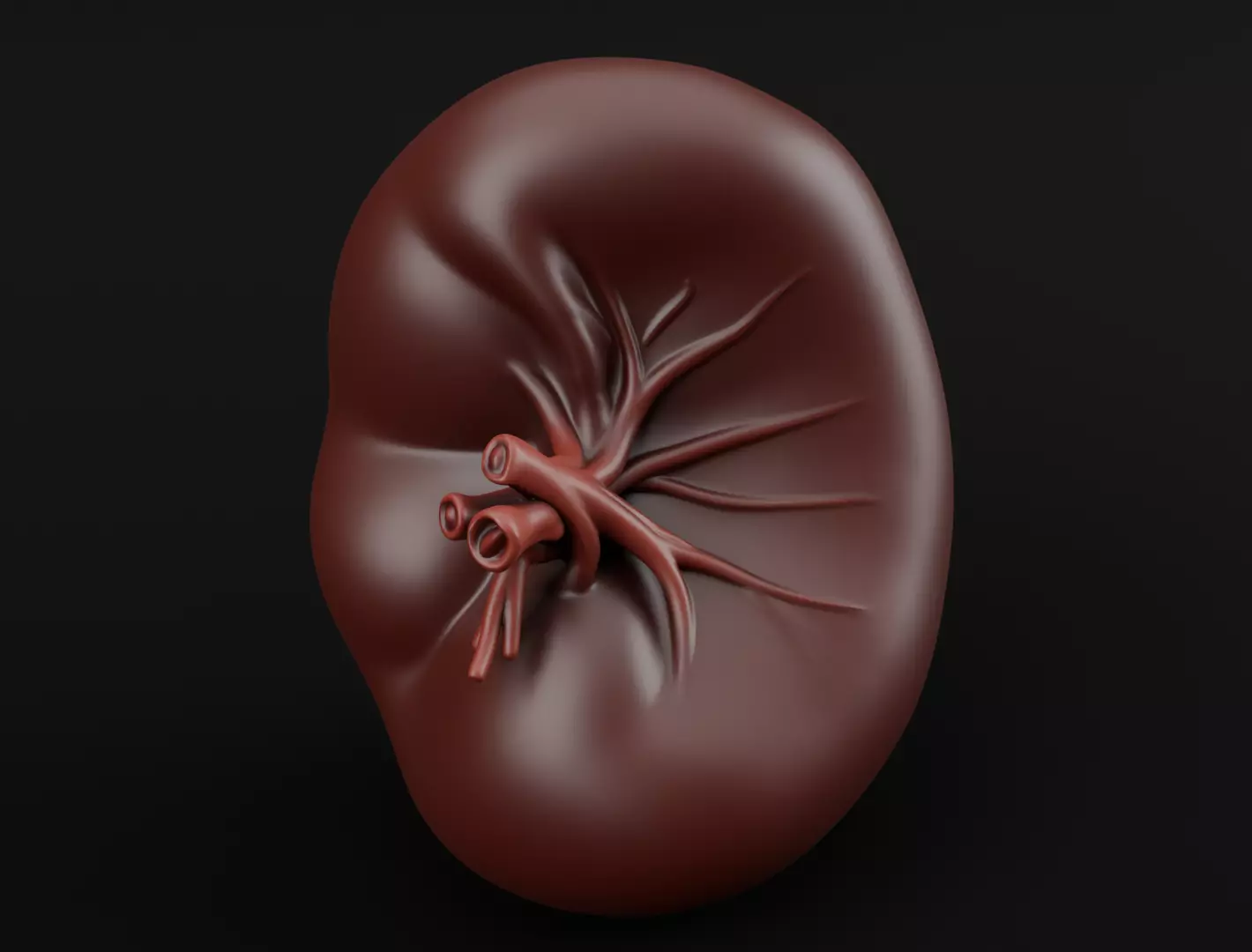 Realistic Human Spleen Anatomic organ 3D Model 3D model_1