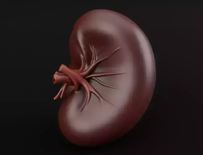 Realistic Human Spleen Anatomic organ 3D Model