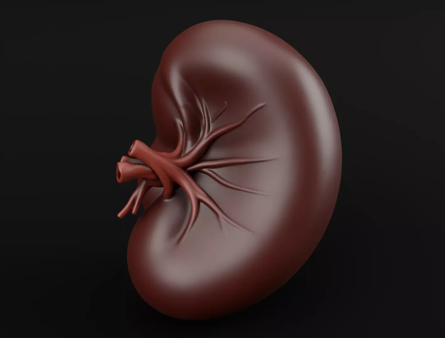 Realistic Human Spleen Anatomic organ 3D Model 3D model_0