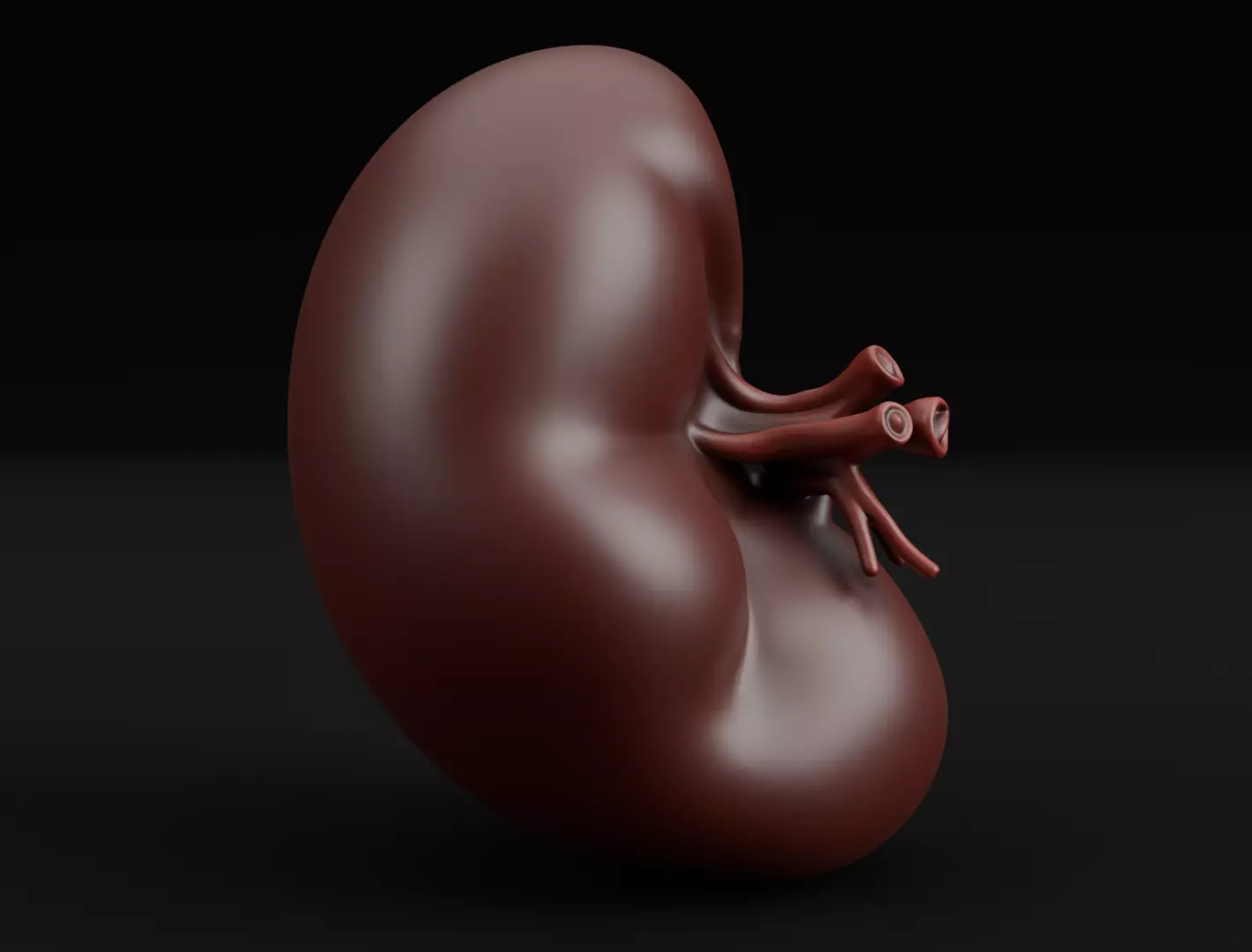 Realistic Human Spleen Anatomic organ 3D Model 3D model_3