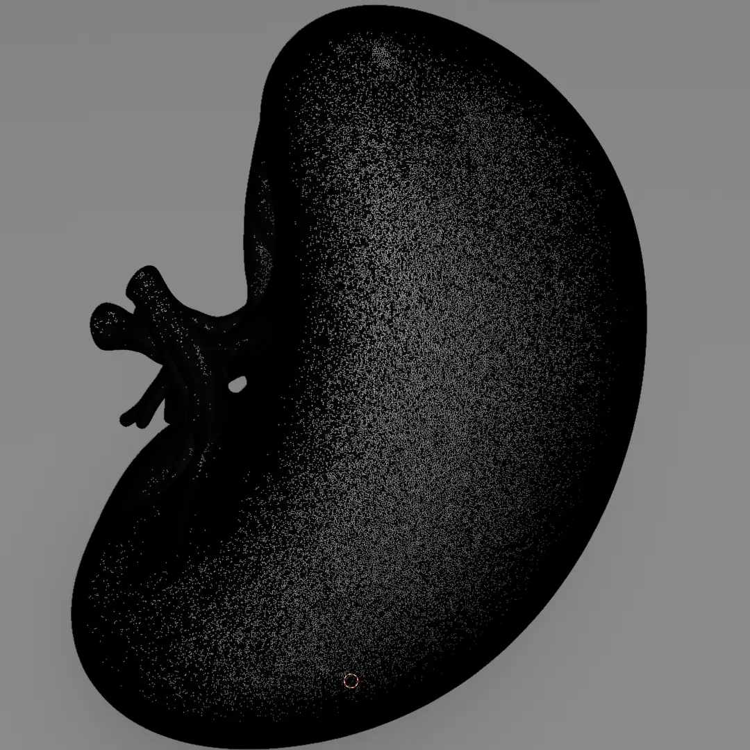 Realistic Human Spleen Anatomic organ 3D Model 3D model_14