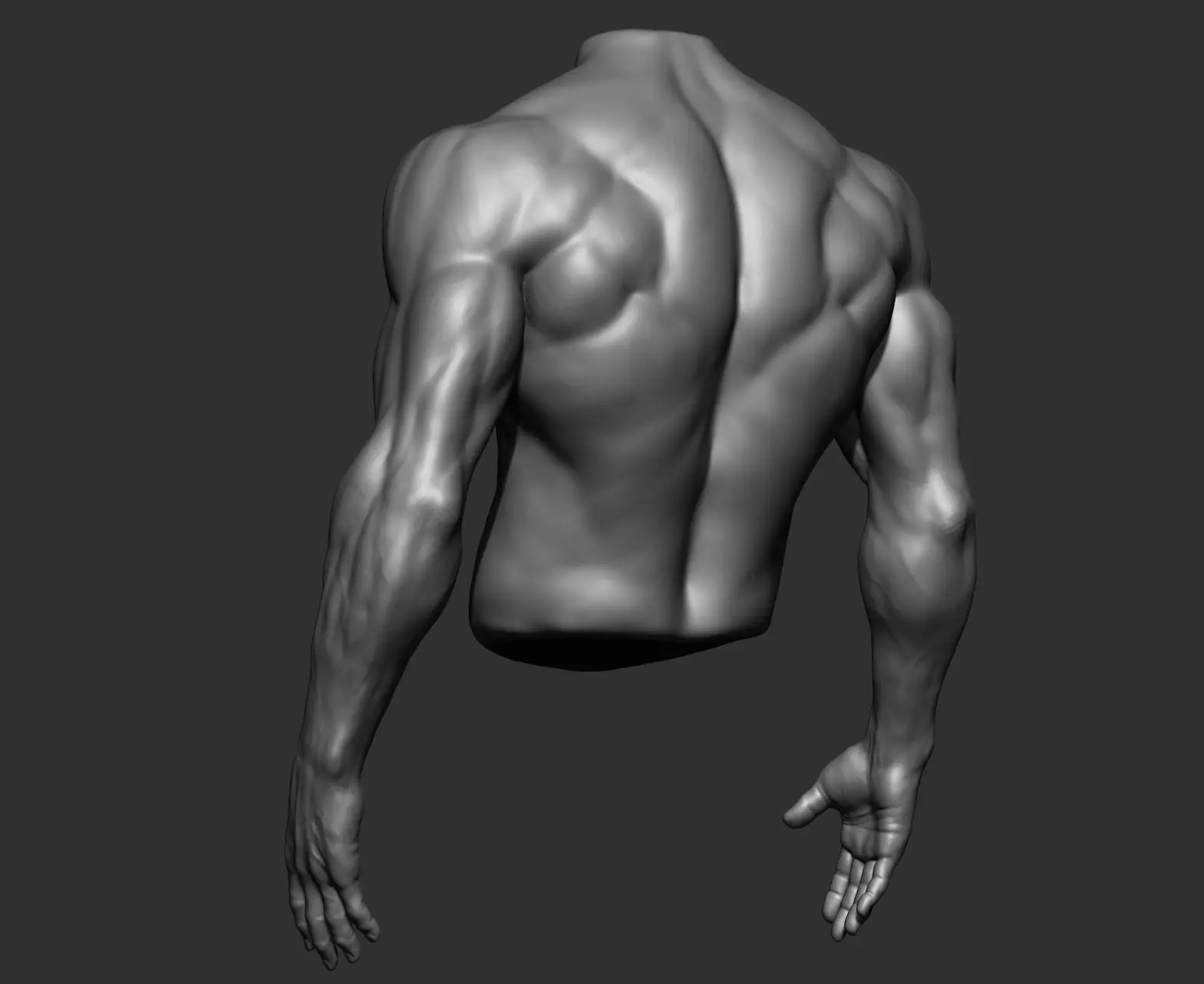 Male Torso Anatomy Study 3D model_12
