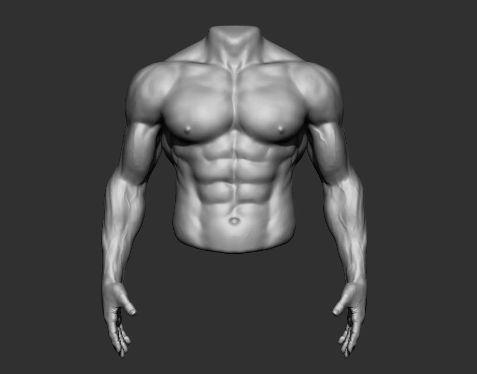 Male Torso Anatomy Study 3D model_9
