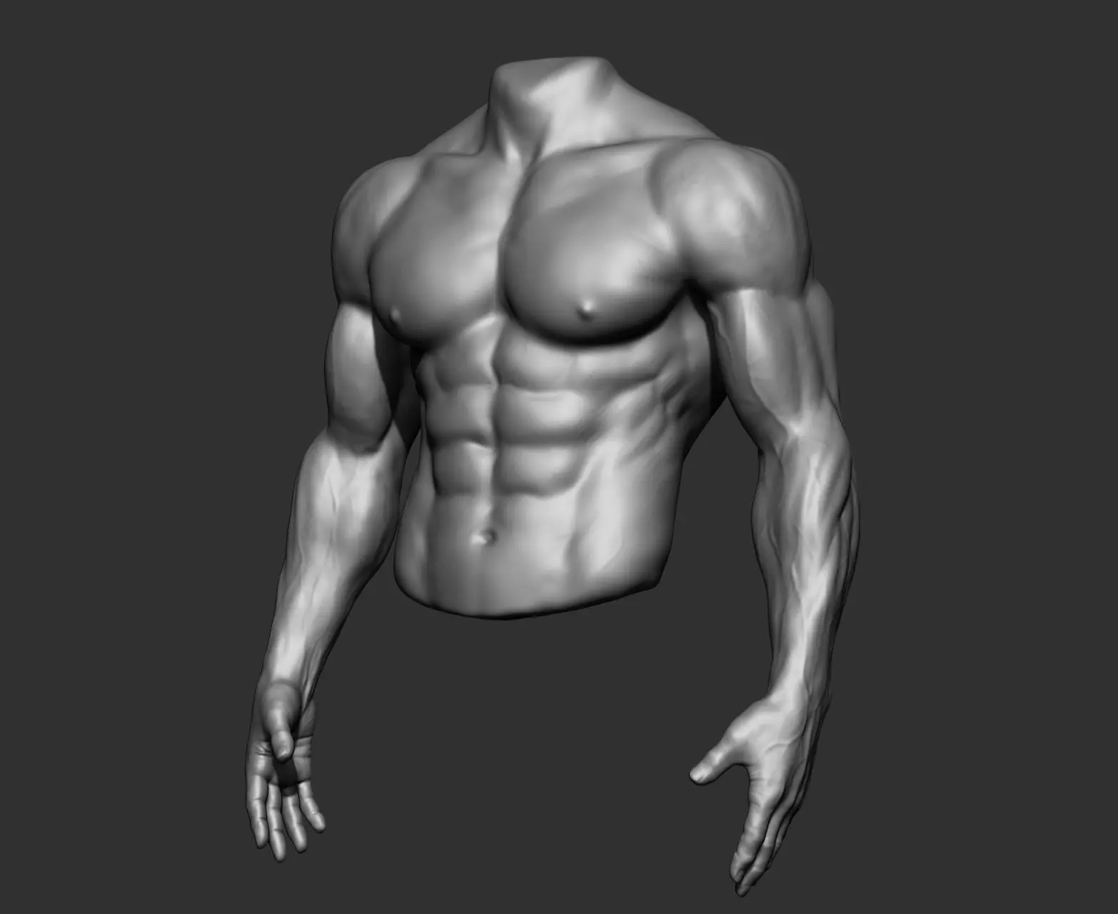 Male Torso Anatomy Study 3D model_10
