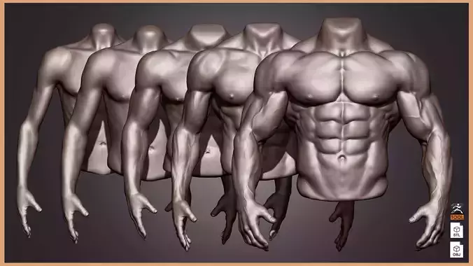 Male Torso Anatomy Study