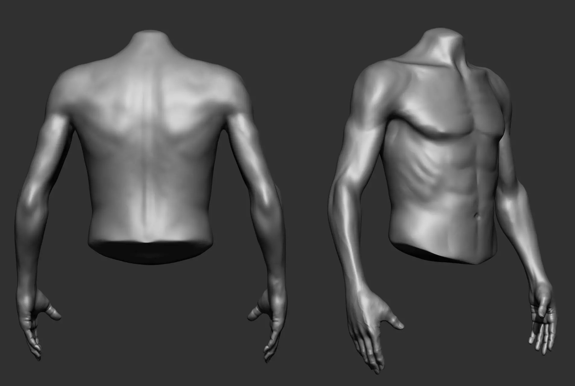 Male Torso Anatomy Study 3D model_27
