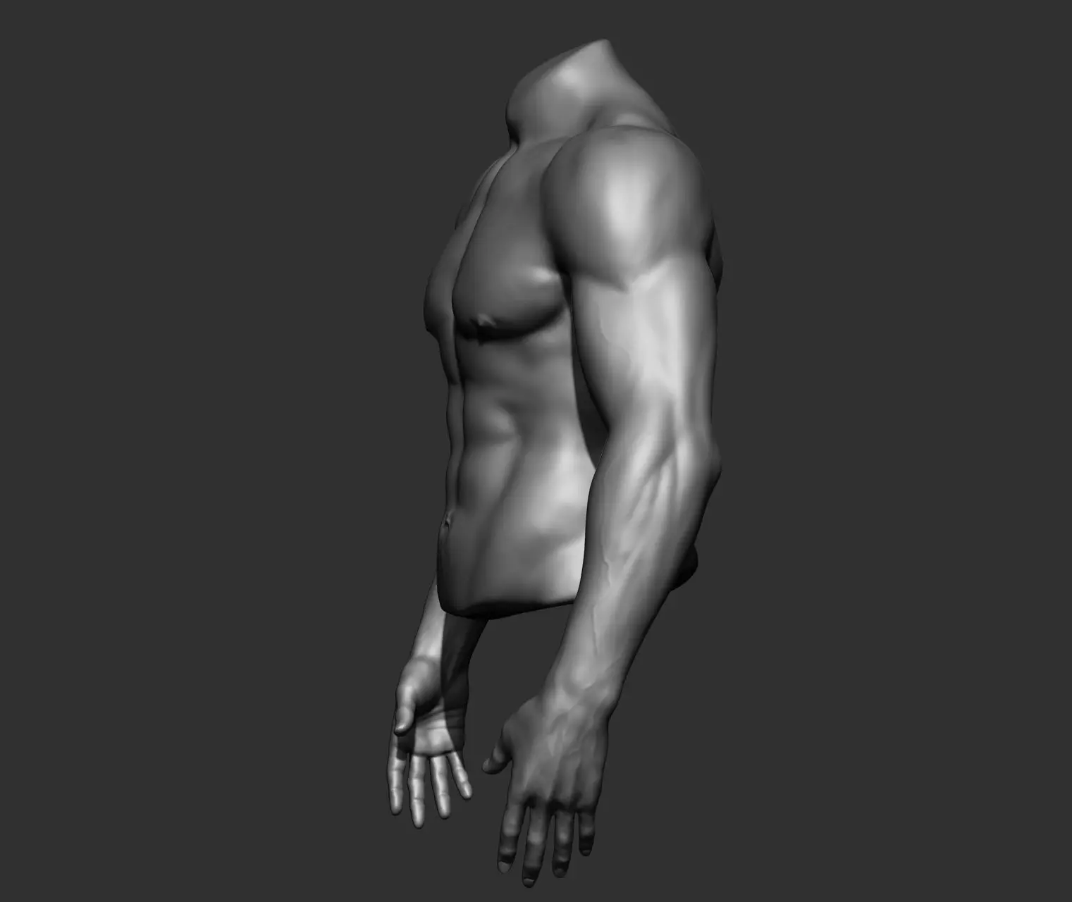 Male Torso Anatomy Study 3D model_19