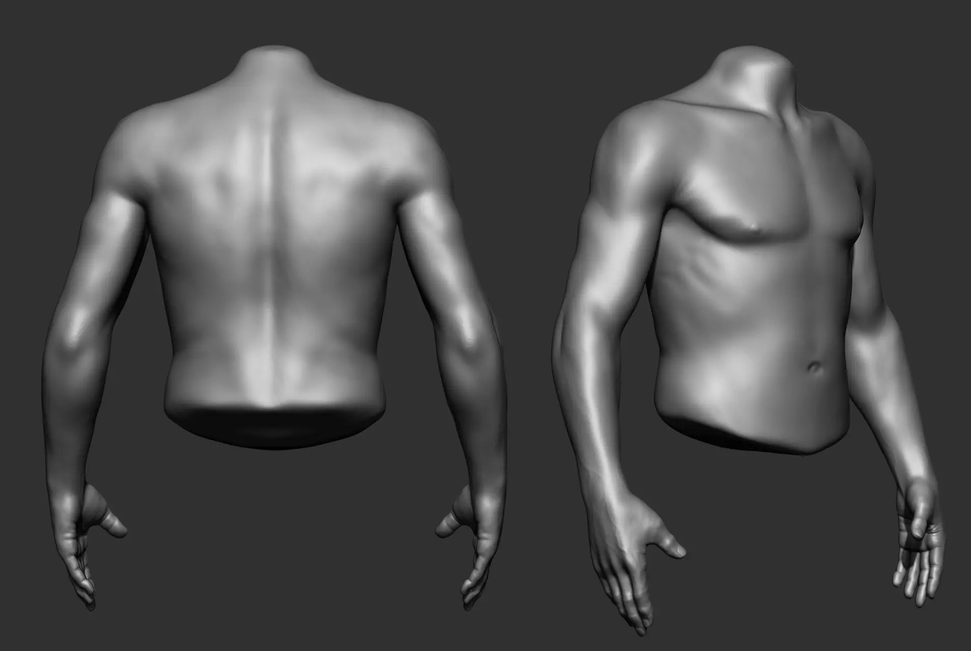 Male Torso Anatomy Study 3D model_25