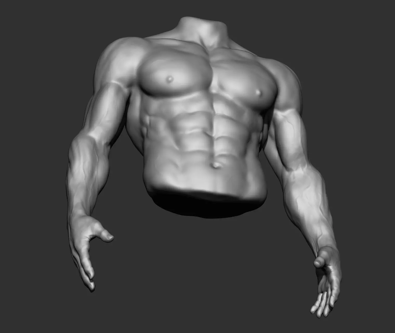Male Torso Anatomy Study 3D model_16