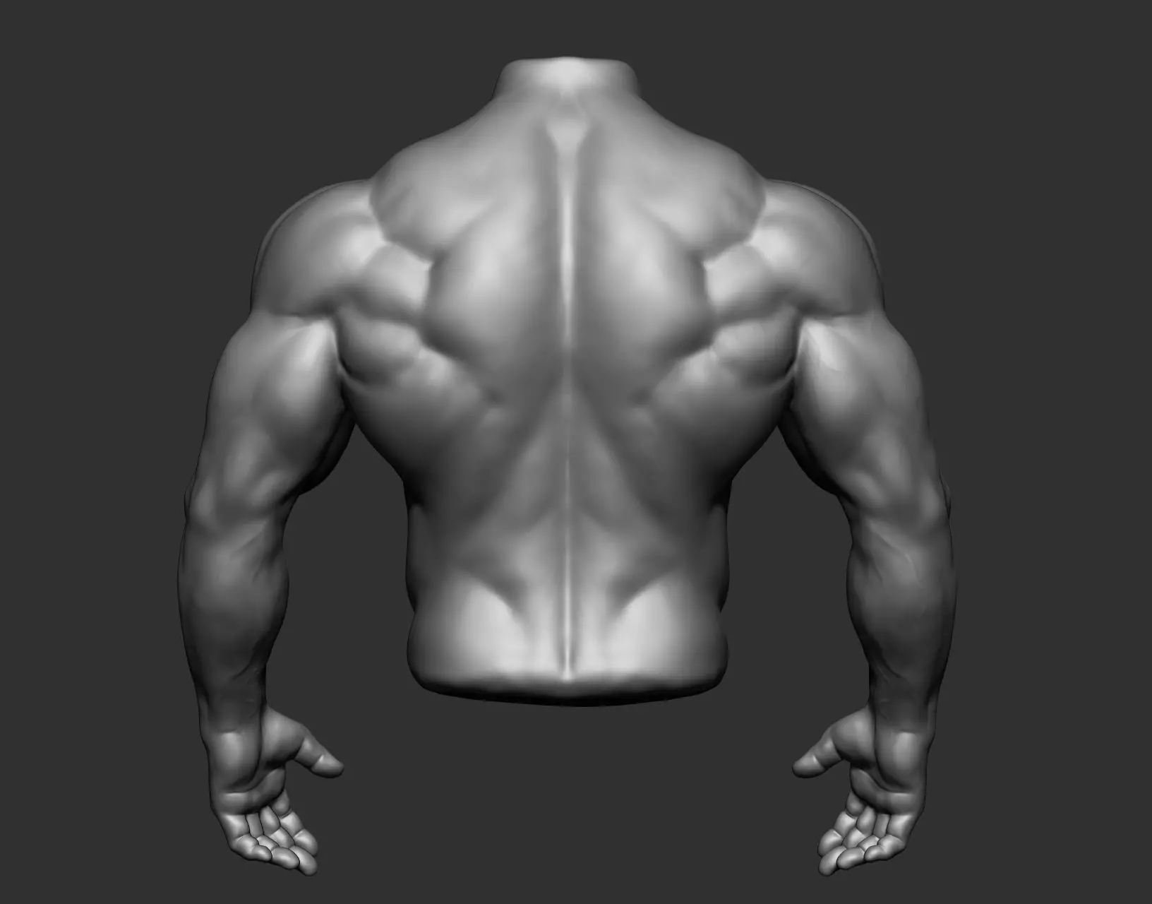 Male Torso Anatomy Study 3D model_6