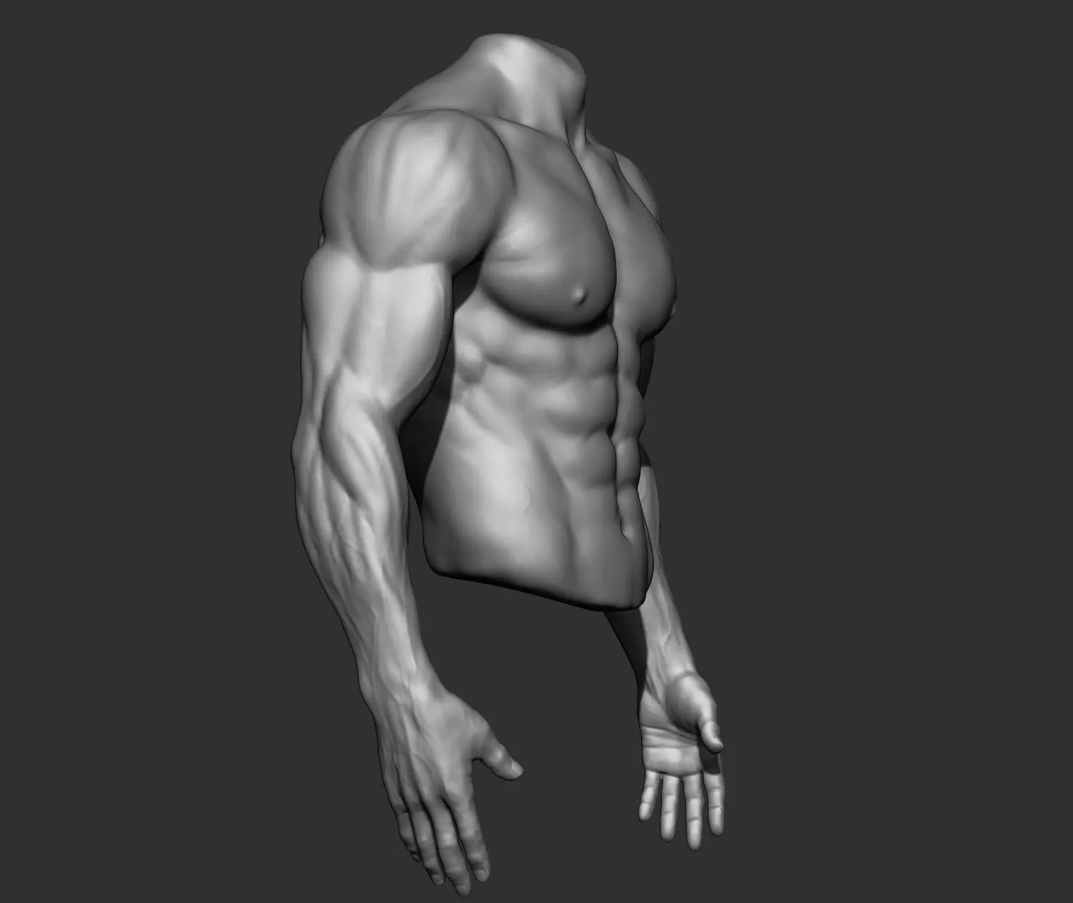 Male Torso Anatomy Study 3D model_15