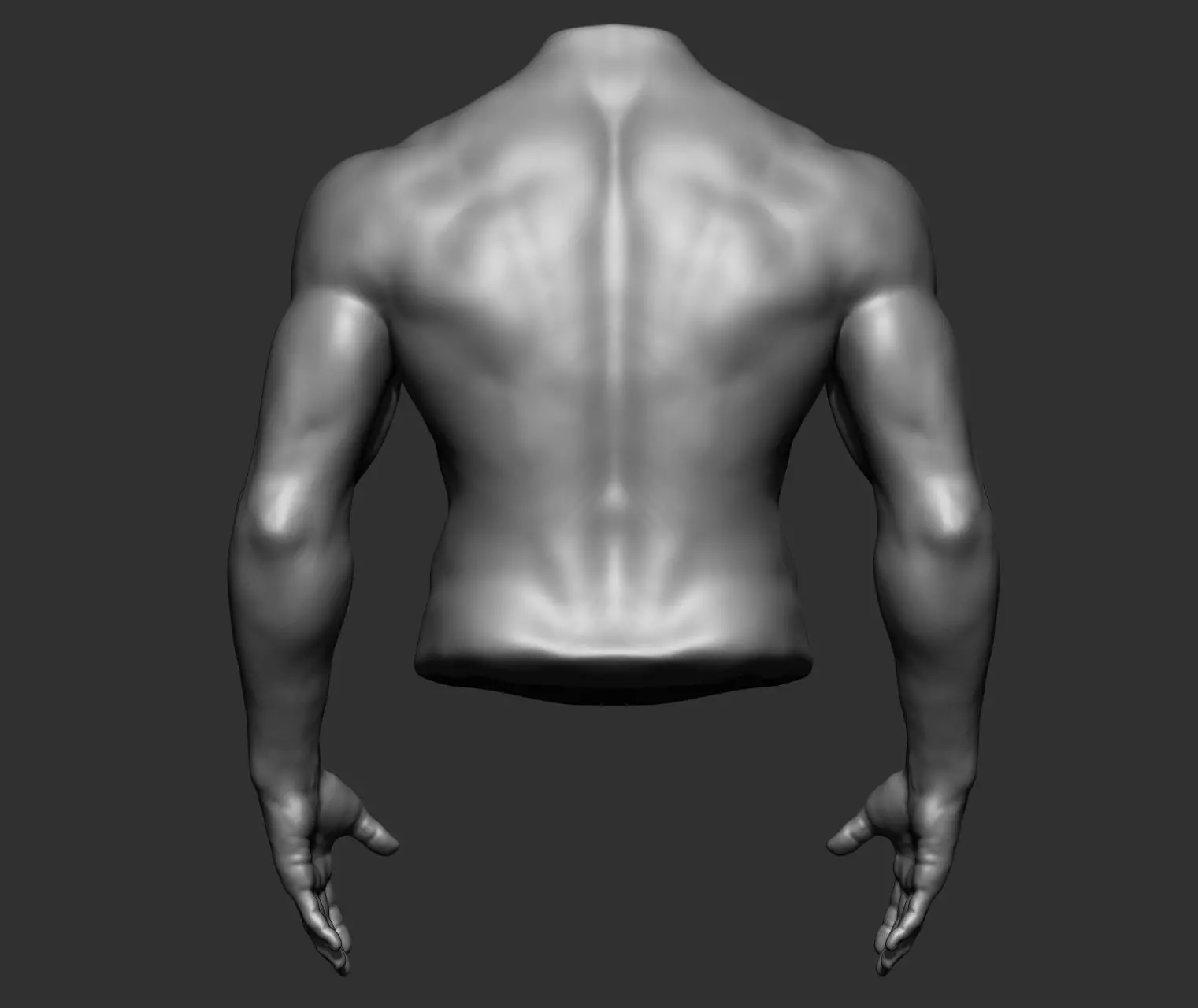 Male Torso Anatomy Study 3D model_20