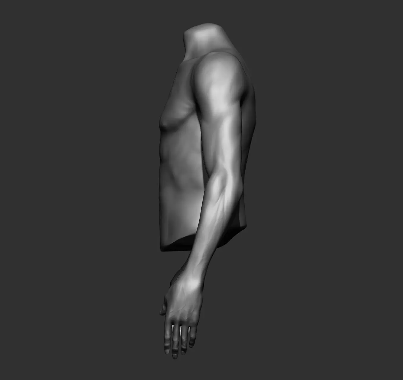 Male Torso Anatomy Study 3D model_28
