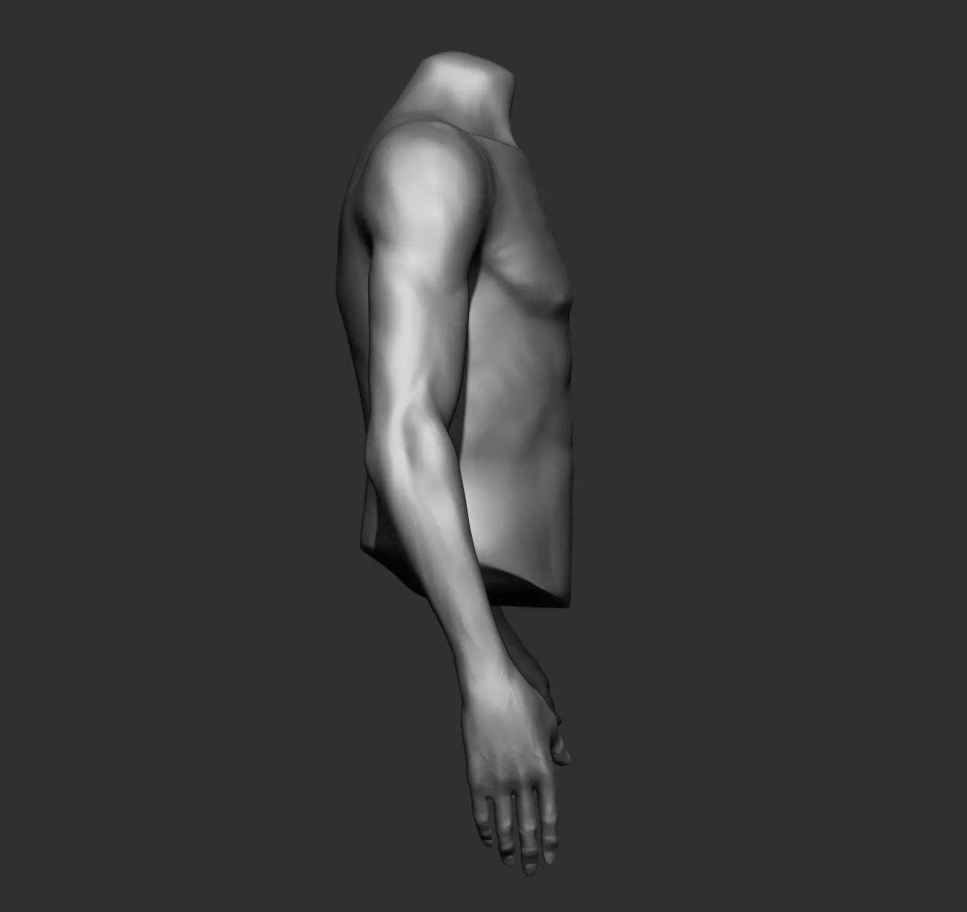Male Torso Anatomy Study 3D model_29