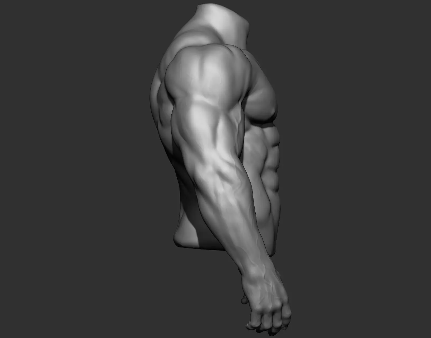 Male Torso Anatomy Study 3D model_4