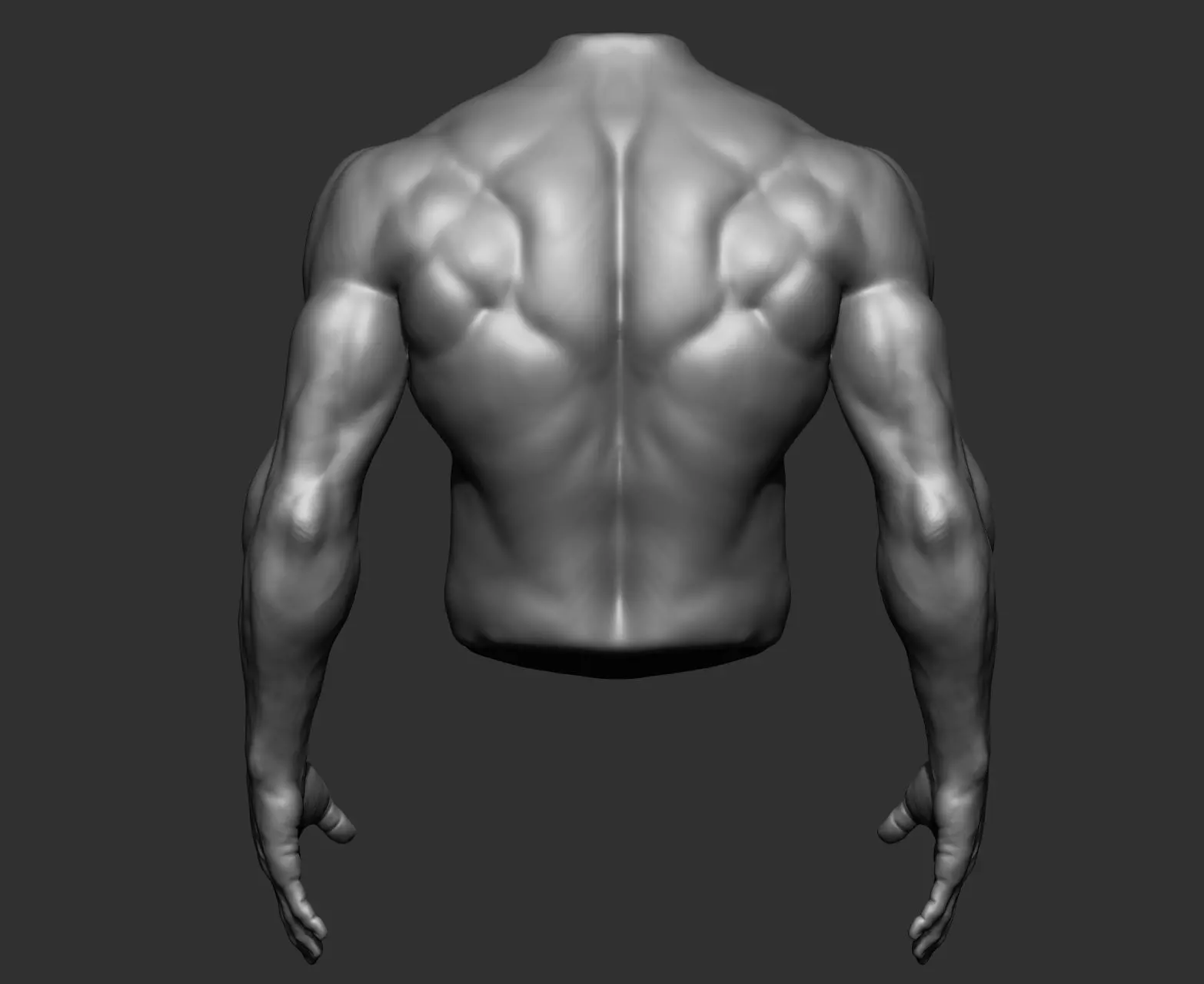 Male Torso Anatomy Study 3D model_13