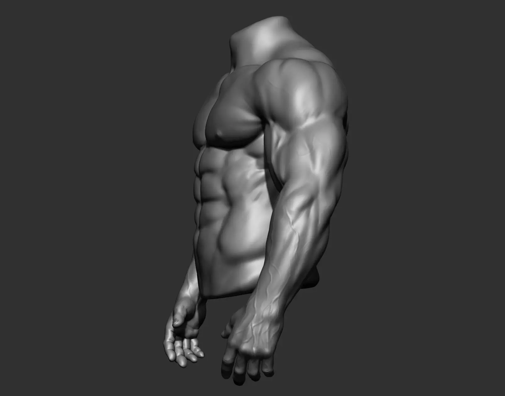 Male Torso Anatomy Study 3D model_7