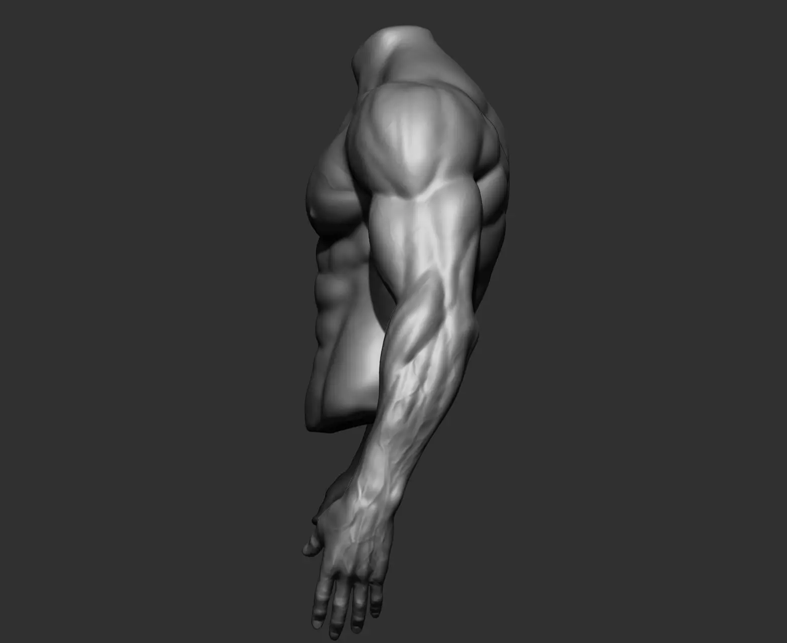 Male Torso Anatomy Study 3D model_11