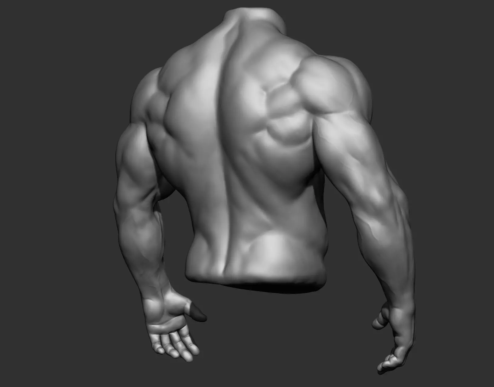 Male Torso Anatomy Study 3D model_5