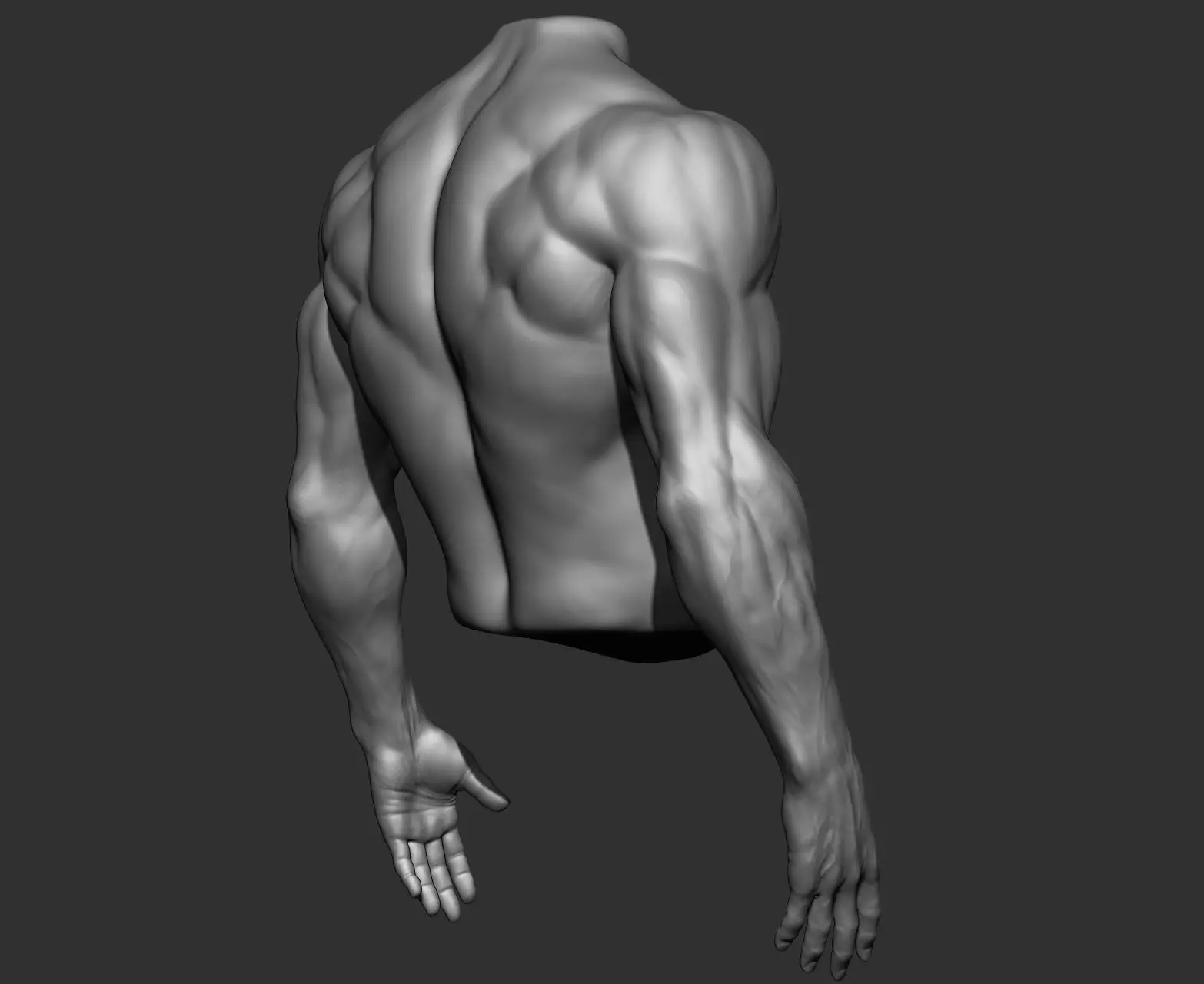 Male Torso Anatomy Study 3D model_14