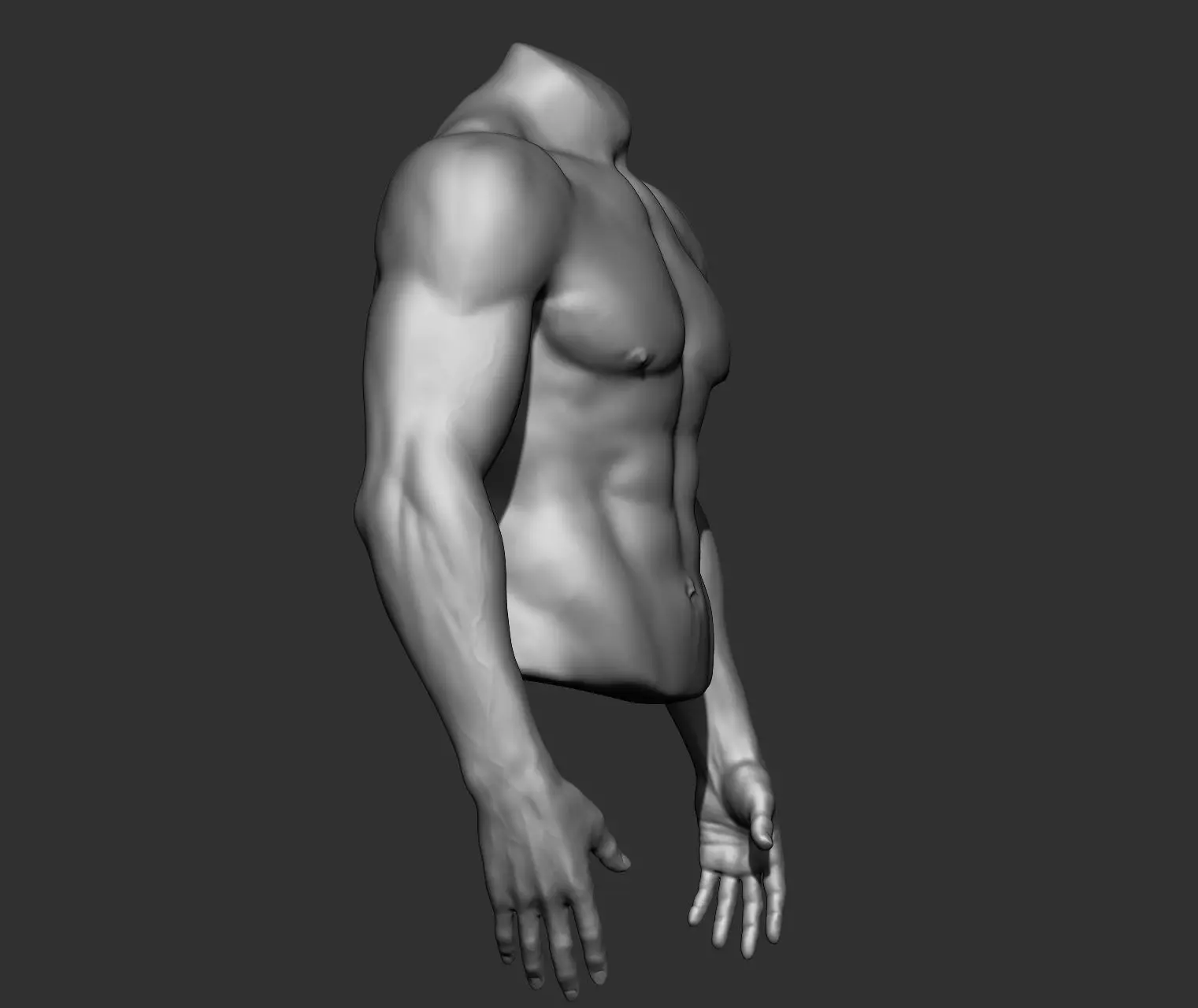Male Torso Anatomy Study 3D model_22