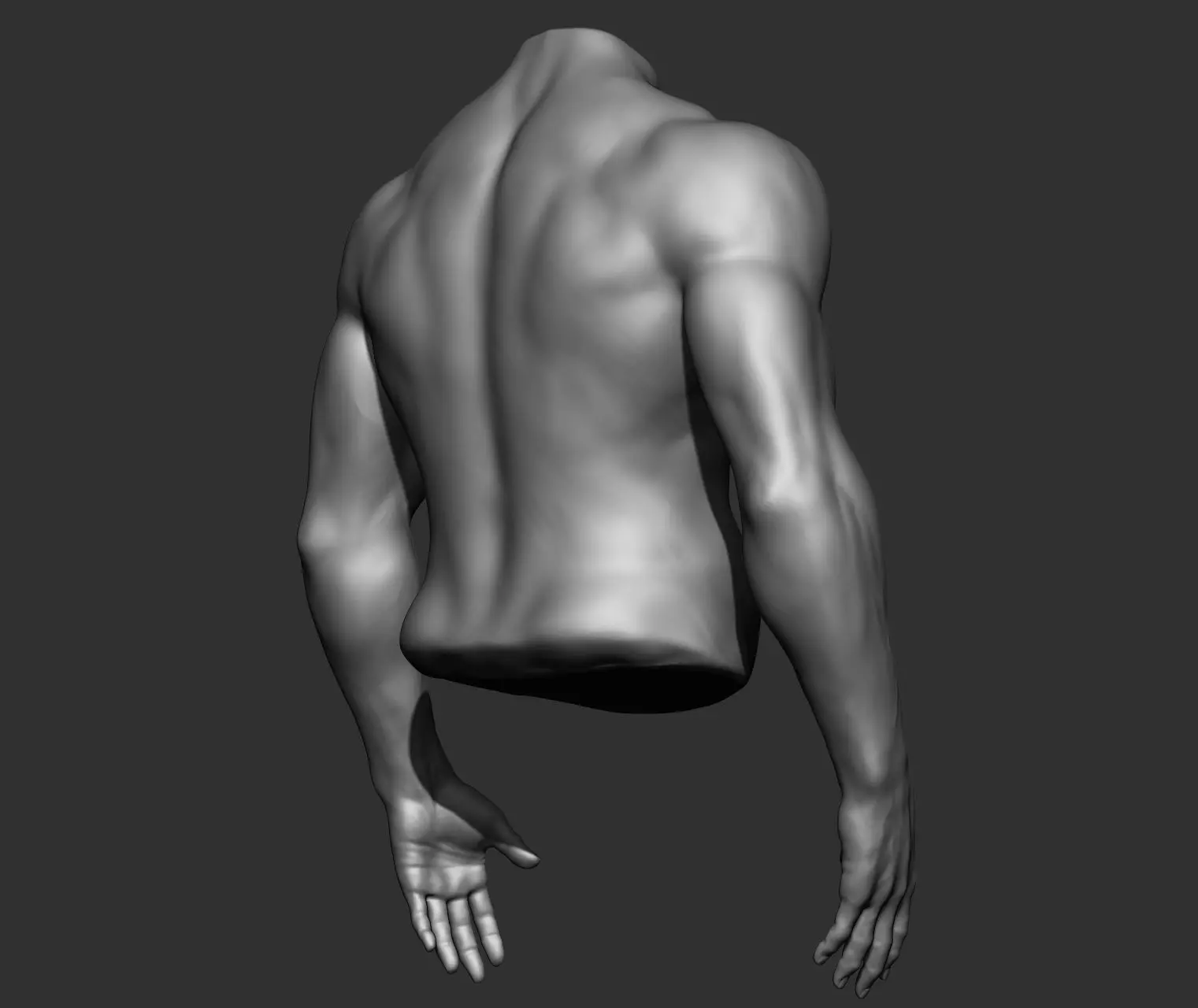 Male Torso Anatomy Study 3D model_21