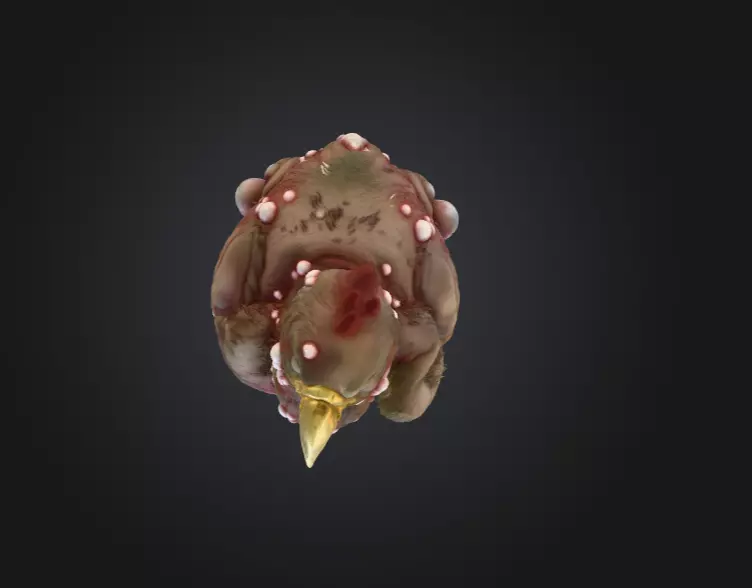 Twisted Bird Low-poly 3D model_14