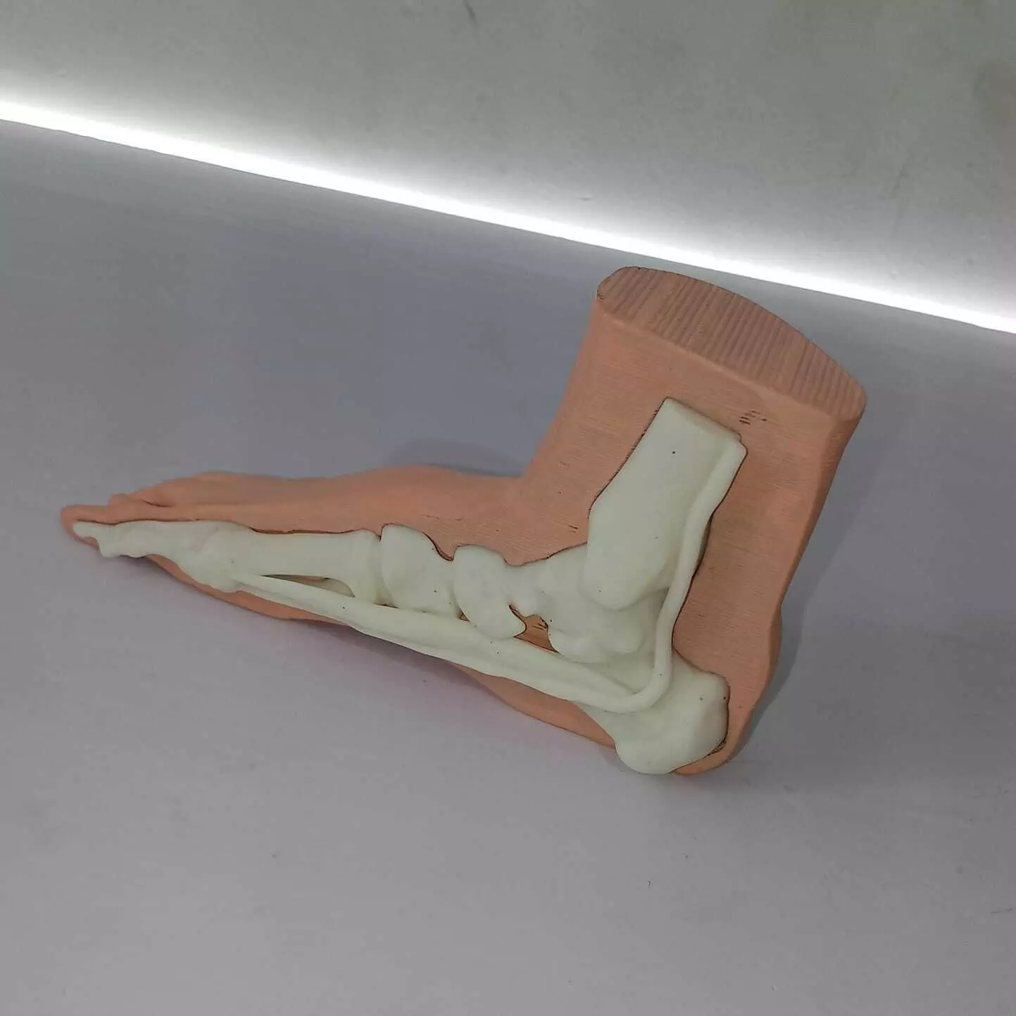 Human Foot Anatomy Skeleton and Muscles 3D print model_1