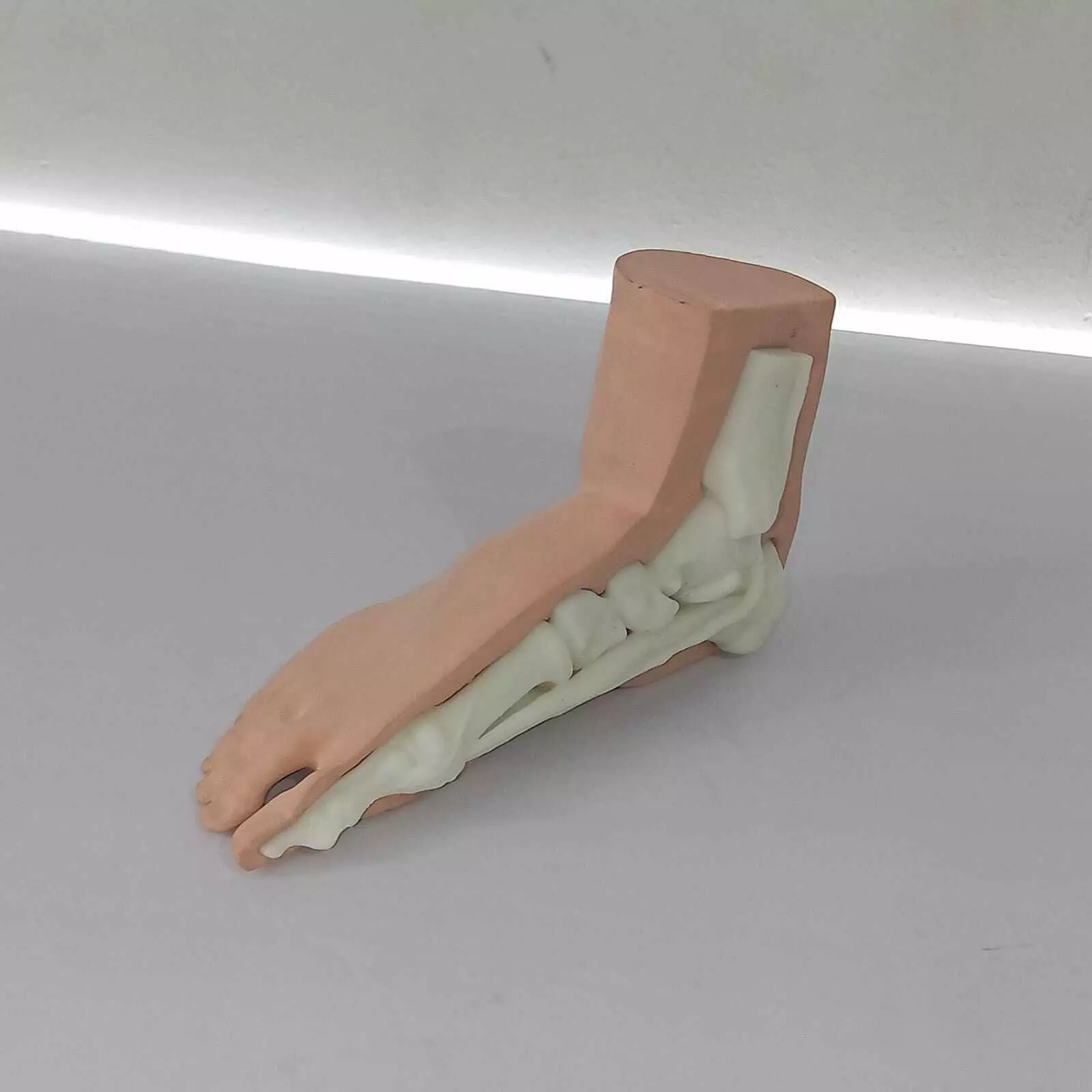 Human Foot Anatomy Skeleton and Muscles 3D print model_0