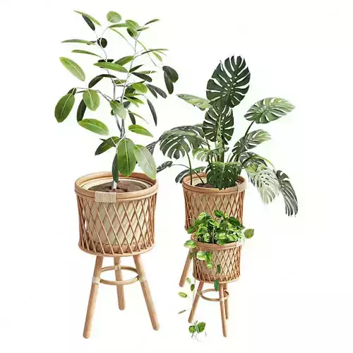 Plants - Shrubs - trees - potted plants