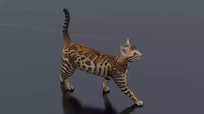 Bengal cat