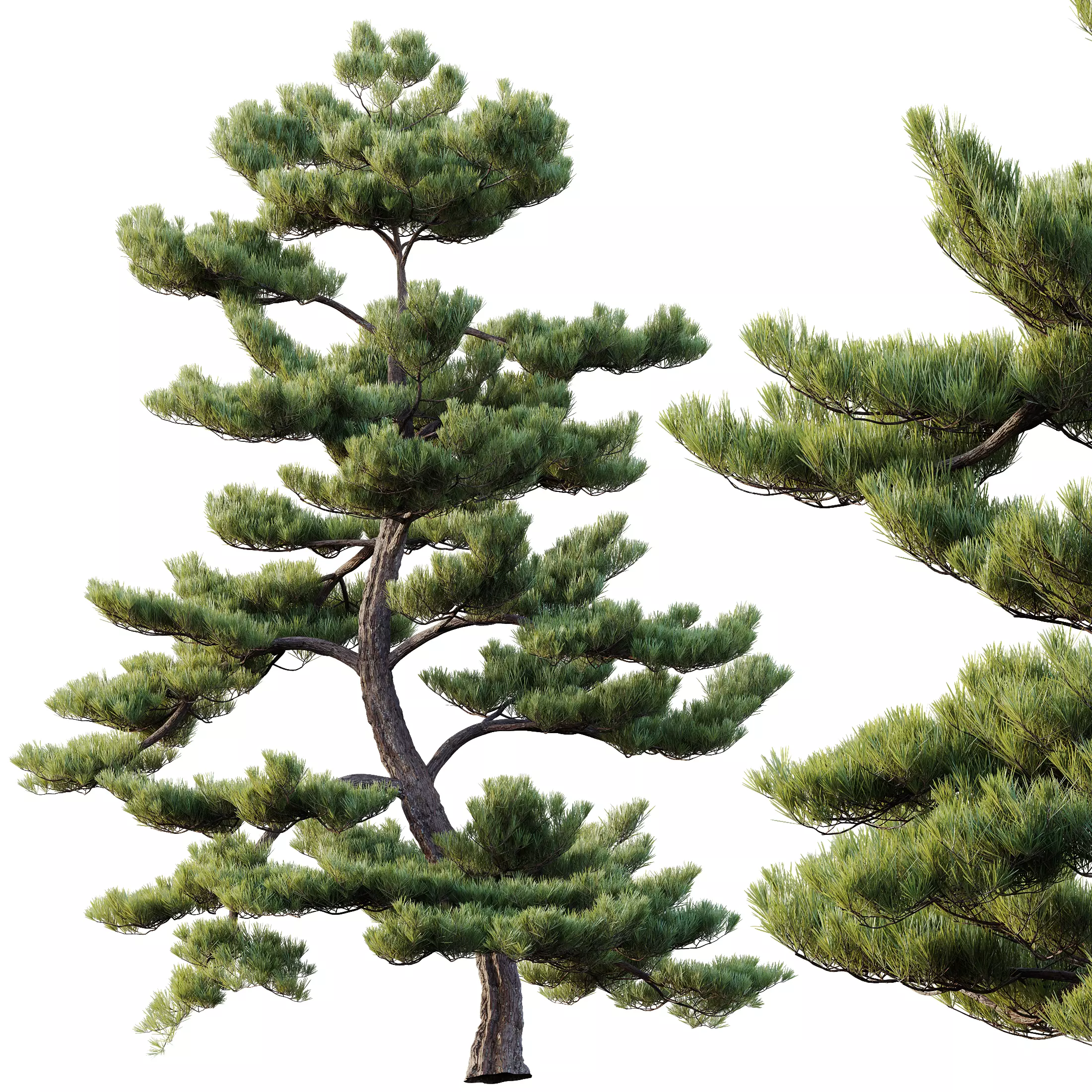 AV Pinus Bonsai Sylvestris Pine Parviflora Scotch Contorta 3D model_3