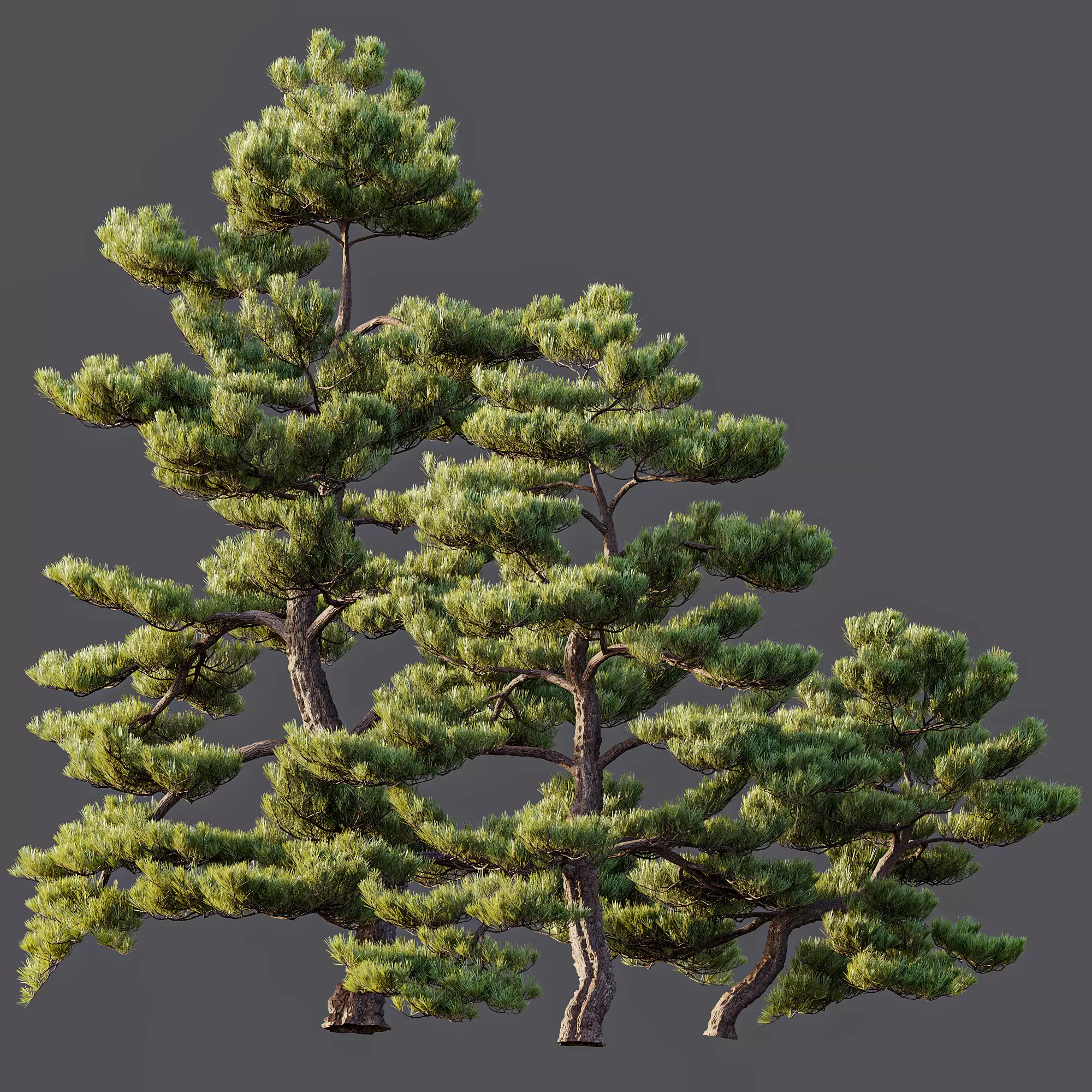 AV Pinus Bonsai Sylvestris Pine Parviflora Scotch Contorta 3D model_6