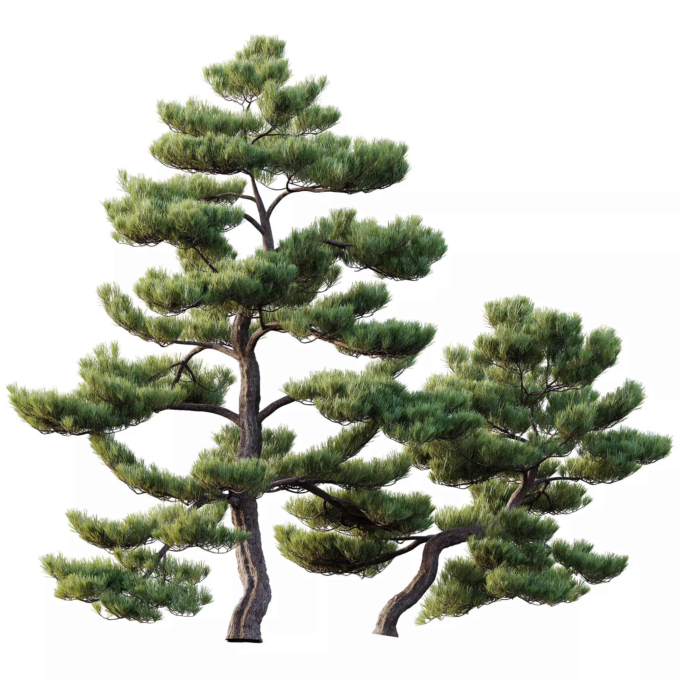 AV Pinus Bonsai Sylvestris Pine Parviflora Scotch Contorta 3D model_2